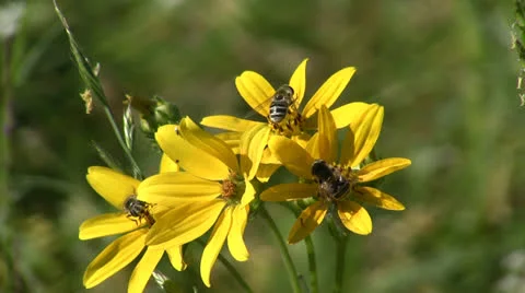 Bees on Yellow Dasies Stock Footage 25854145