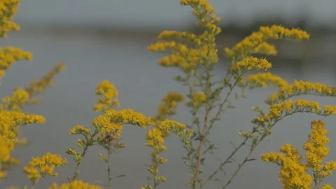 Bees on Yellow Flower 스톡 동영상 92214372