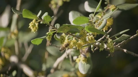 Bees on a yellow flower of a tree close up. Stock Footage 248330928