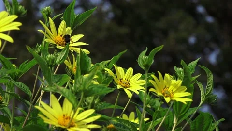 Bees Yellow Flowers 01 Stock Footage 147632359