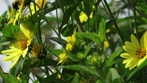 Bees Yellow Flowers 02 Stock Footage 147632362