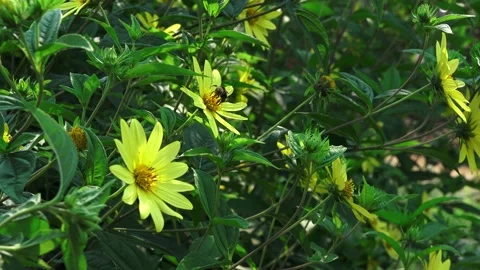 Bees Yellow Flowers 03 Stock Footage 147632360