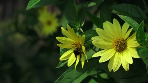 Bees Yellow Flowers 04 Stock Footage 147632361