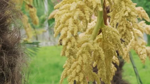 Bees on Yellow Palm Tree Inflorescence in Summer - Nature Meditation and Stock Footage 326917171