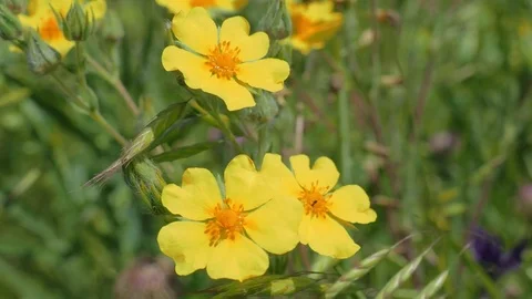 Bees on yellow wild flowers Stock Footage 76431238