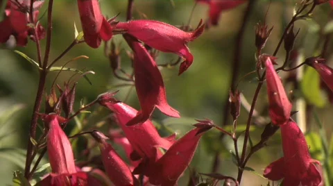 Bees1009 redflower realtime Stock Footage 483713