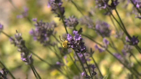 Bees3506 Lavender realtime Stock Footage 483012