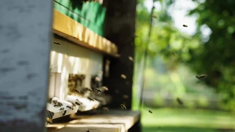 BEES_1 Video stock 281649353