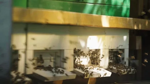 BEES_2 Video stock 281649341