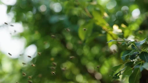 BEES_3 Video stock 281651042