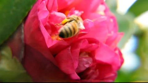 Bees_LDA_N_00185 Video stock 6690424