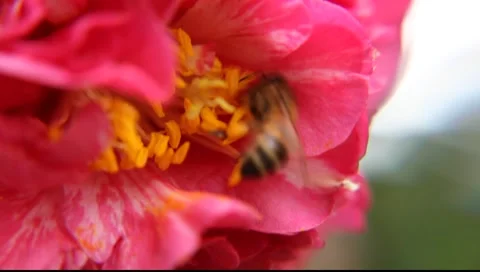 BEES_LDA_N_00189 Video stock 6699283