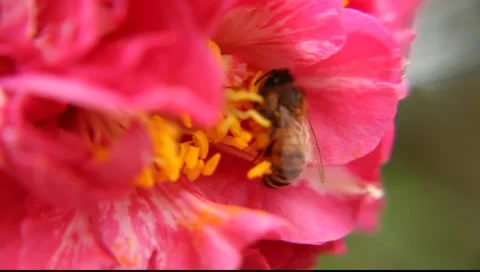 BEES_LDA_N_00191 Video stock 6703100