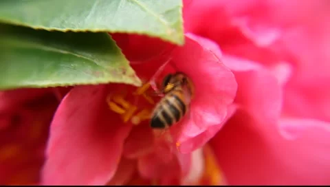 BEES_LDA_N_00193 Video stock 6705198
