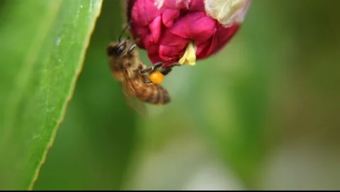 BEES_LDA_P_00196 Video stock 6631124