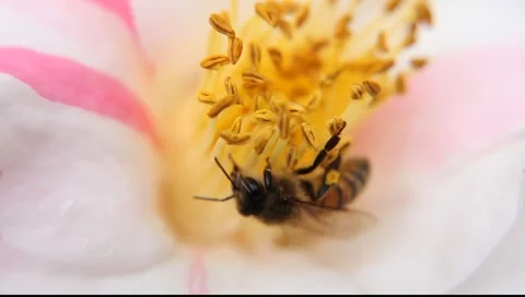 BEES_LDA_P_00199 Video stock 6640527