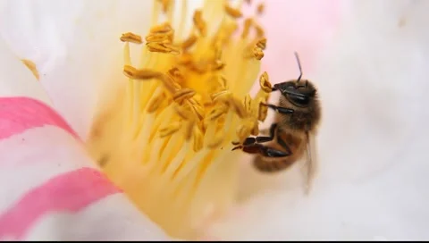 BEES_LDA_P_00200 Video stock 6647367