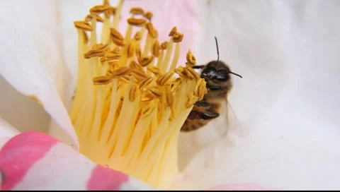 BEES_LDA_P_00202 Stock Footage