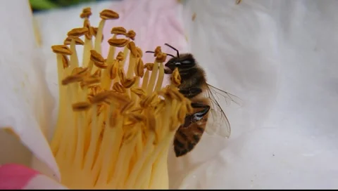 BEES_LDA_P_00203 Video stock 6668530