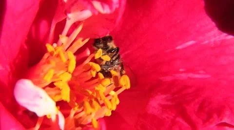 BEES_LDA_P_00206 Video stock 6678808