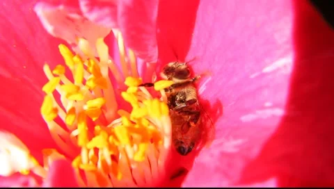 BEES_LDA_P_00208 Video stock 6694786