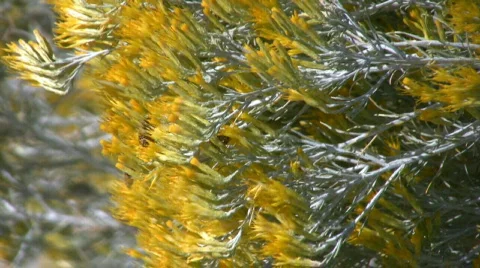 BeesFeeding Stock Footage 277838