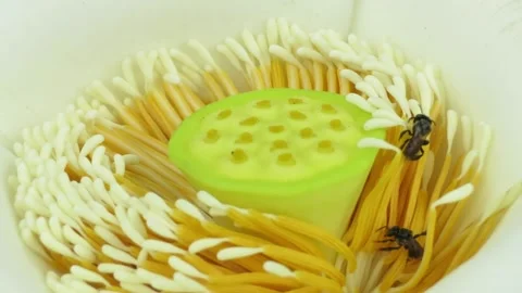 Bees/hornets collecting pollen/ nectar from a white lotus in the morning Stock Footage 161361343
