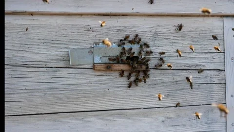 Beesmall fast bees flying in and out of the hole in the hive Stock Footage 149275386
