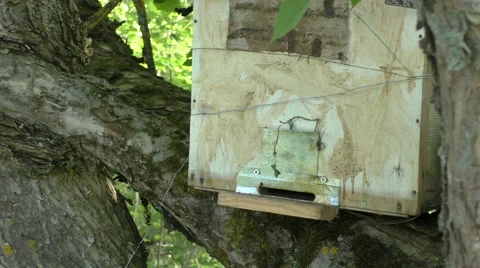 Beeswarm in the forest Stock Footage 51172516