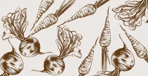 Beet and carrots Vector line art. Veggies pattern fresh harvests Stock Illustration