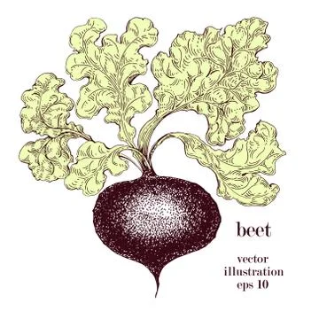 Beet, beetroot hand drawn vector illustration. Retro Vegetable engraved style Stock Illustration