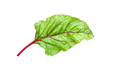 Beet, beetroot leaves isolated on white. Beet leaf. Stock Photos