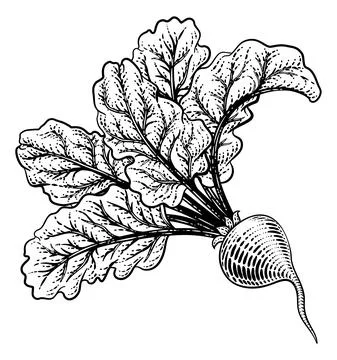 Beet Beetroot Vegetable Woodcut Illustration Stock Illustration
