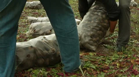 Beet Being Loaded Stock-Footage 22279462