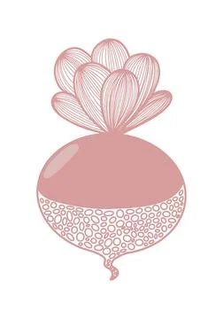 Beet botany stylish illustration stylization Stock Illustration