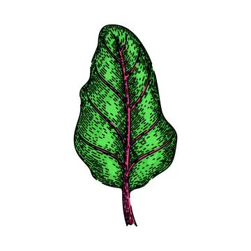 Beet chard sketch hand drawn vector Stock Illustration