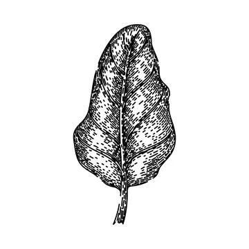 Beet chard sketch hand drawn vector Stock Illustration