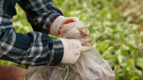 Beet Crop Video stock 22277602