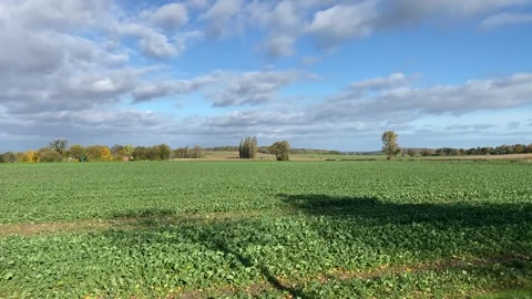 Beet field and wide open farmland landscape at sunny day with clouds panning Stock Footage 281030263