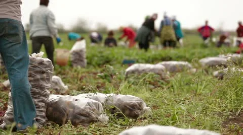 Beet Field: Harvest 库存影片 22278575