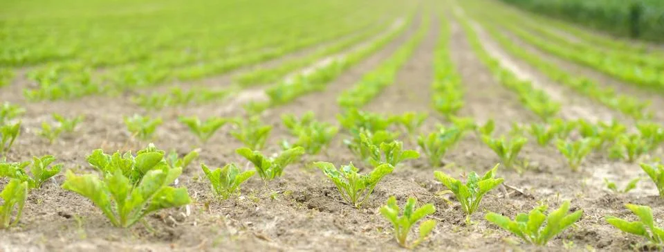 Beet field Stock Photos