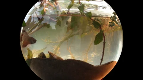 Beet fish 04 Stock Footage 925096