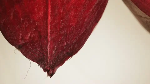 Beet Stock Footage 22244553