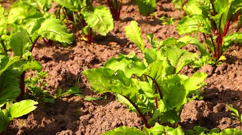 Beet Vídeo Stock 24957584