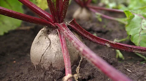 Beet Vídeo Stock 25847716