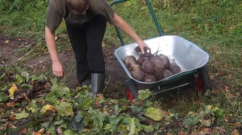 Beet Vídeo Stock 30279700