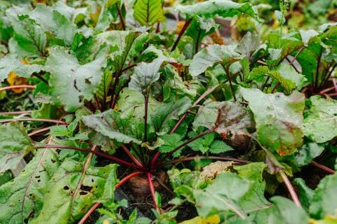 Beet garden bed with widespread overlapping leaves. Close up view. Stock Photos