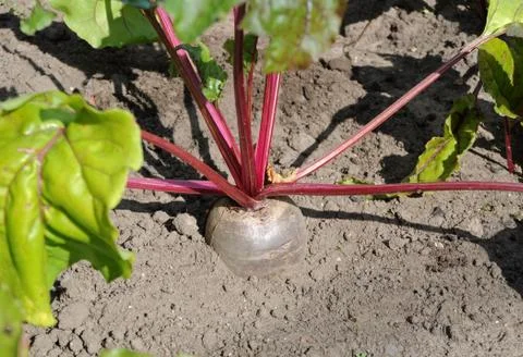 Beet in the garden Stock Photos