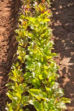 Beet greens Stock Photos