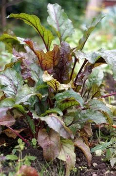 Beet greens Stock Photos